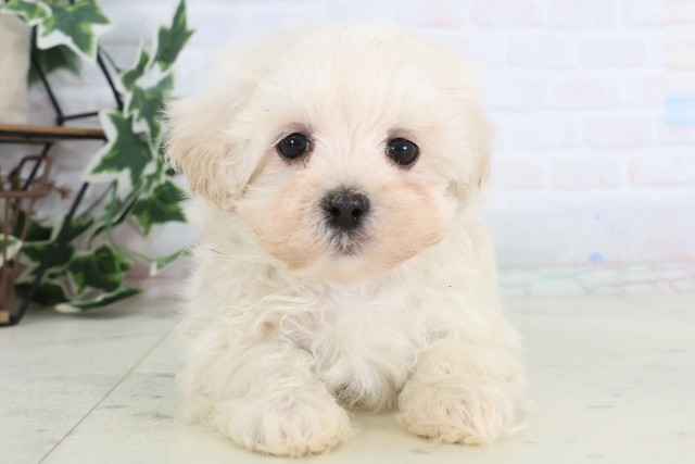 福岡県のマルプー(マルチーズ×プードル) (Coo&RIKU大牟田店/2025年12月5日生まれ/女の子/クリーム)の子犬の1枚目の画像