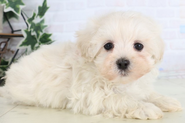 福岡県のマルプー(マルチーズ×プードル) (Coo&RIKU大牟田店/2025年12月5日生まれ/女の子/クリーム)の子犬の2枚目の画像
