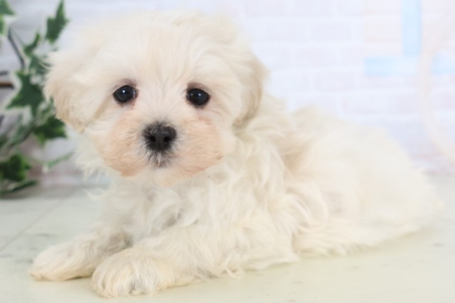 福岡県のマルプー(マルチーズ×プードル) (Coo&RIKU大牟田店/2025年12月5日生まれ/女の子/クリーム)の子犬の3枚目の画像