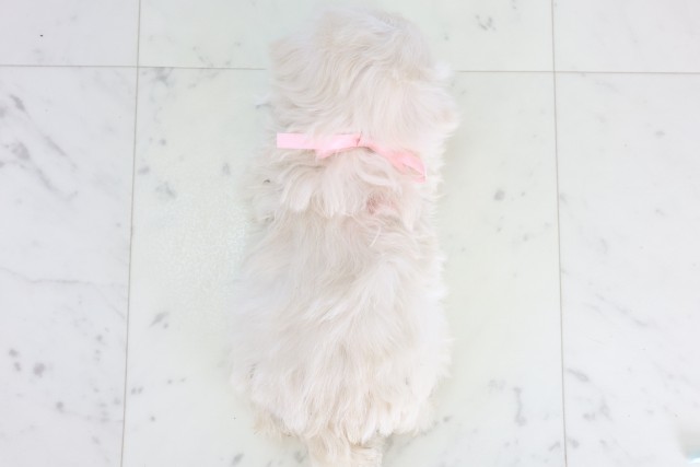 福岡県のマルプー(マルチーズ×プードル) (Coo&RIKU大牟田店/2025年12月5日生まれ/女の子/クリーム)の子犬の4枚目の画像