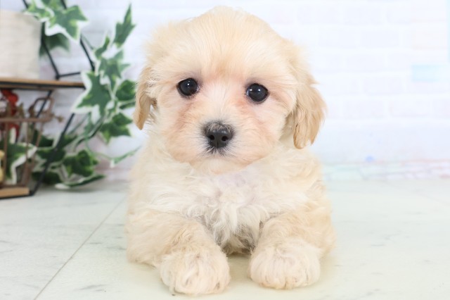 鹿児島県のマルプー(マルチーズ×プードル) (Coo&RIKU霧島店/2025年12月5日生まれ/女の子/クリーム)の子犬の1枚目の画像
