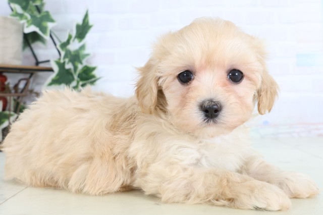 鹿児島県のマルプー(マルチーズ×プードル) (Coo&RIKU霧島店/2025年12月5日生まれ/女の子/クリーム)の子犬の2枚目の画像