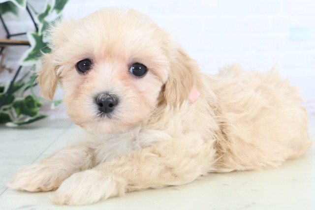 鹿児島県のマルプー(マルチーズ×プードル) (Coo&RIKU霧島店/2025年12月5日生まれ/女の子/クリーム)の子犬の3枚目の画像