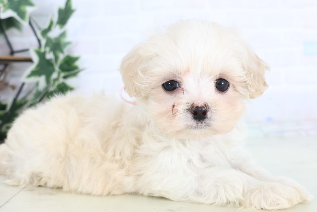 宮崎県のマルプー(マルチーズ×プードル) (Coo&RIKU宮崎店/2025年12月5日生まれ/女の子/クリーム)の子犬の2枚目の画像