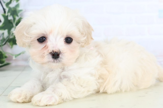 宮崎県のマルプー(マルチーズ×プードル) (Coo&RIKU宮崎店/2025年12月5日生まれ/女の子/クリーム)の子犬の3枚目の画像