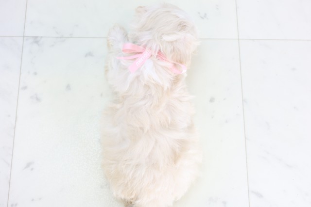 宮崎県のマルプー(マルチーズ×プードル) (Coo&RIKU宮崎店/2025年12月5日生まれ/女の子/クリーム)の子犬の4枚目の画像