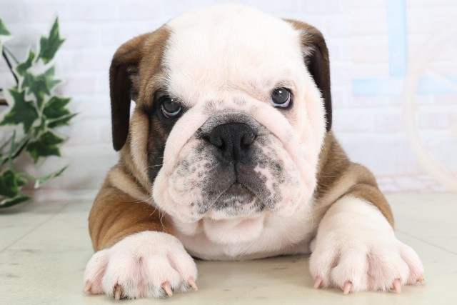 大分県のブルドッグ (Coo&RIKU大分店/2025年12月4日生まれ/男の子/レッドホワイト)の子犬