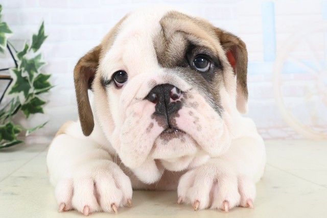 熊本県のブルドッグ (Coo&RIKU宇土シティモール店/2025年12月4日生まれ/男の子/ホワイトレッド)の子犬の1枚目の画像