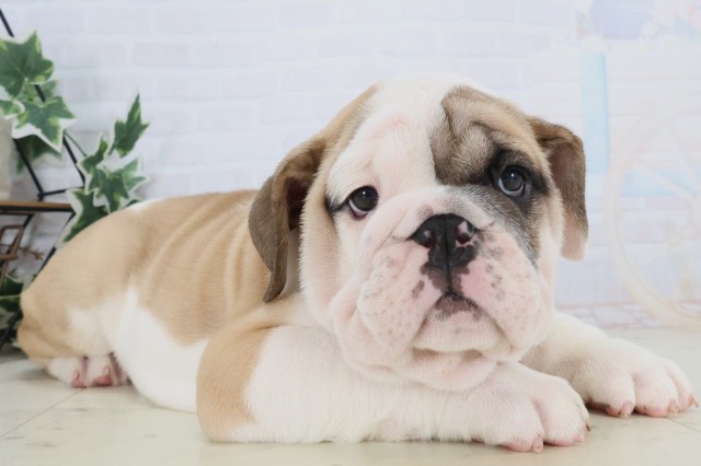 熊本県のブルドッグ (Coo&RIKU宇土シティモール店/2025年12月4日生まれ/男の子/ホワイトレッド)の子犬の2枚目の画像