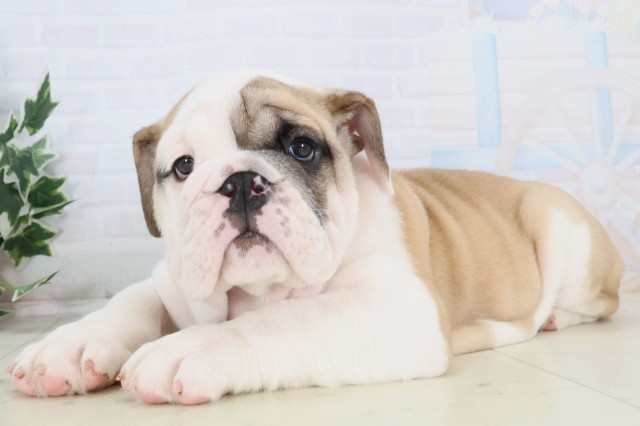 熊本県のブルドッグ (Coo&RIKU宇土シティモール店/2025年12月4日生まれ/男の子/ホワイトレッド)の子犬の3枚目の画像