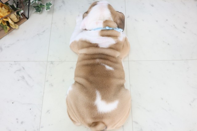 熊本県のブルドッグ (Coo&RIKU宇土シティモール店/2025年12月4日生まれ/男の子/ホワイトレッド)の子犬の4枚目の画像