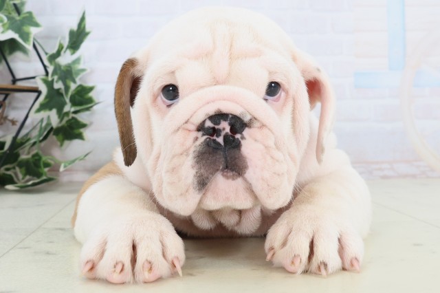 福岡県のブルドッグ (Coo&RIKU行橋店/2025年12月4日生まれ/男の子/レッドホワイト)の子犬の1枚目の画像