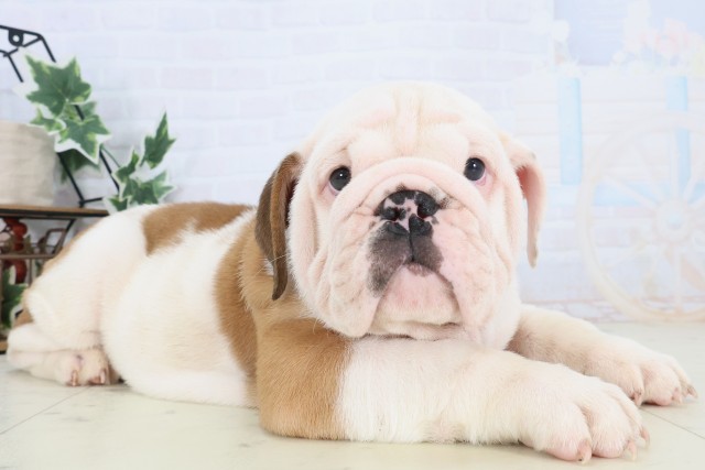 福岡県のブルドッグ (Coo&RIKU行橋店/2025年12月4日生まれ/男の子/レッドホワイト)の子犬の2枚目の画像