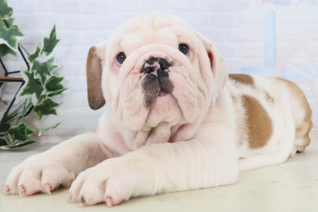 福岡県のブルドッグ (Coo&RIKU行橋店/2025年12月4日生まれ/男の子/レッドホワイト)の子犬の3枚目の画像