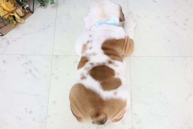 福岡県のブルドッグ (Coo&RIKU行橋店/2025年12月4日生まれ/男の子/レッドホワイト)の子犬の4枚目の画像