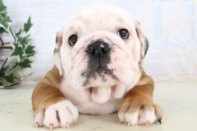 佐賀県のブルドッグ (Coo&RIKU佐賀神埼店/2025年12月4日生まれ/女の子/レッドホワイト)の子犬の1枚目の画像