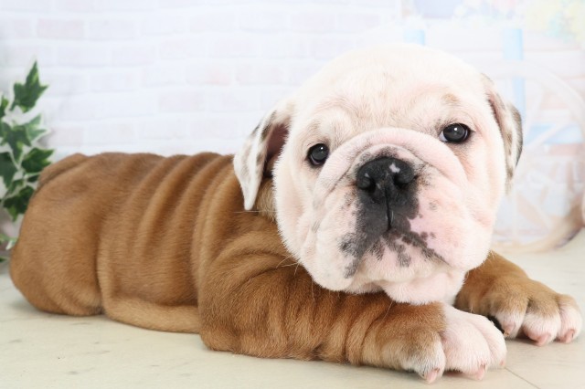 佐賀県のブルドッグ (Coo&RIKU佐賀神埼店/2025年12月4日生まれ/女の子/レッドホワイト)の子犬の2枚目の画像