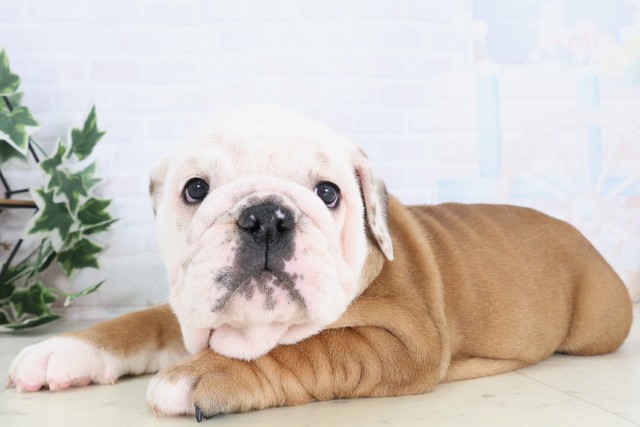 佐賀県のブルドッグ (Coo&RIKU佐賀神埼店/2025年12月4日生まれ/女の子/レッドホワイト)の子犬の3枚目の画像