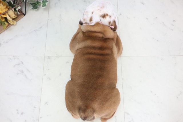 佐賀県のブルドッグ (Coo&RIKU佐賀神埼店/2025年12月4日生まれ/女の子/レッドホワイト)の子犬の4枚目の画像