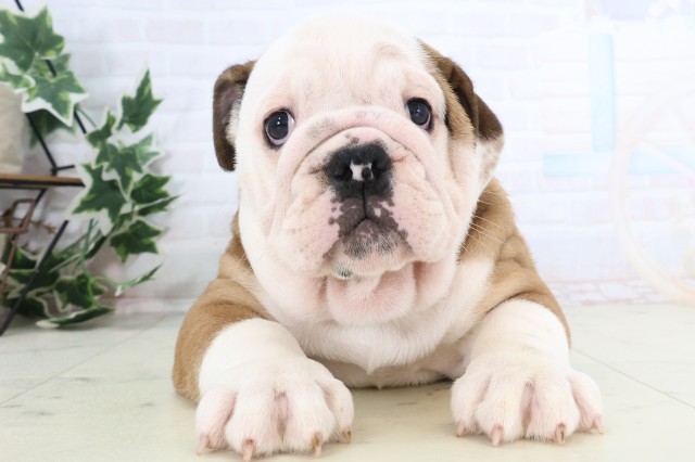 福岡県のブルドッグ (Coo&RIKU福岡東店/2025年12月4日生まれ/女の子/レッドホワイト)の子犬の1枚目の画像