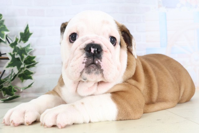 福岡県のブルドッグ (Coo&RIKU福岡東店/2025年12月4日生まれ/女の子/レッドホワイト)の子犬の3枚目の画像