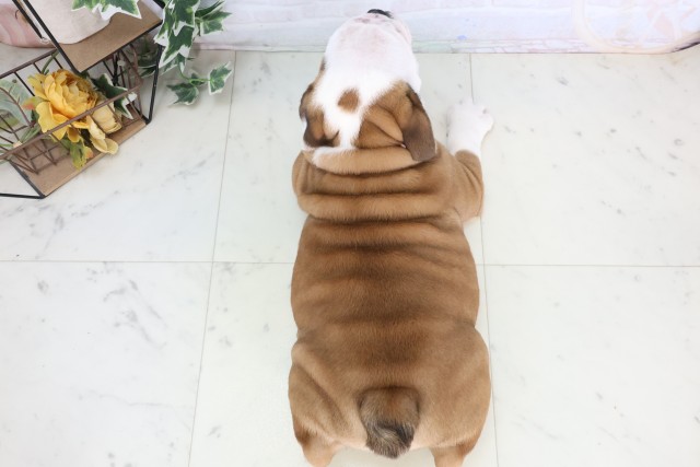 福岡県のブルドッグ (Coo&RIKU福岡東店/2025年12月4日生まれ/女の子/レッドホワイト)の子犬の4枚目の画像