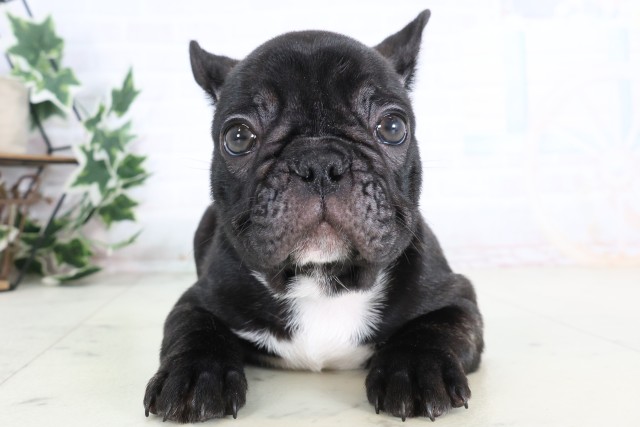 福岡県のフレンチブルドッグ (Coo&RIKU筑後店/2025年12月5日生まれ/男の子/ブリンドル)の子犬の1枚目の画像