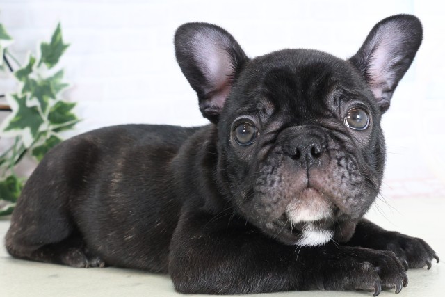 福岡県のフレンチブルドッグ (Coo&RIKU筑後店/2025年12月5日生まれ/男の子/ブリンドル)の子犬の2枚目の画像