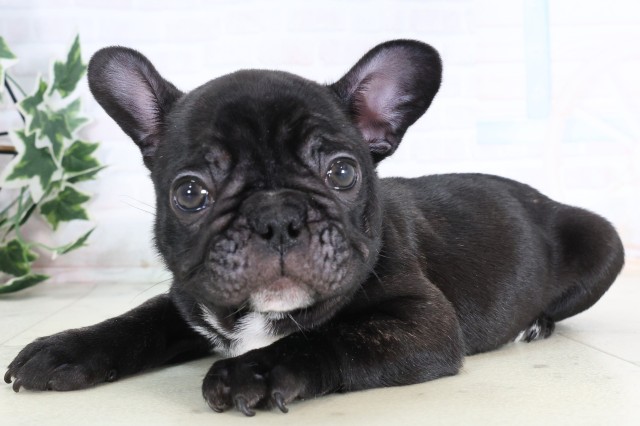 福岡県のフレンチブルドッグ (Coo&RIKU筑後店/2025年12月5日生まれ/男の子/ブリンドル)の子犬の3枚目の画像