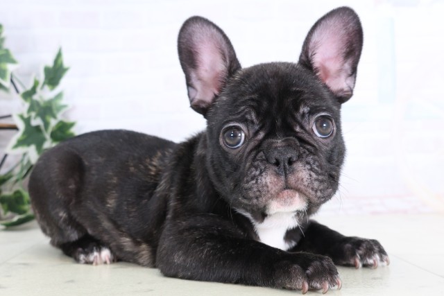 福岡県のフレンチブルドッグ (Coo&RIKU福岡西店/2025年12月5日生まれ/男の子/ブリンドル)の子犬の2枚目の画像