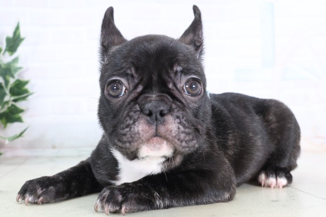 福岡県のフレンチブルドッグ (Coo&RIKU福岡西店/2025年12月5日生まれ/男の子/ブリンドル)の子犬の3枚目の画像