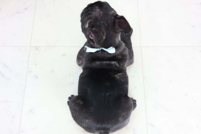 福岡県のフレンチブルドッグ (Coo&RIKU福岡西店/2025年12月5日生まれ/男の子/ブリンドル)の子犬の4枚目の画像