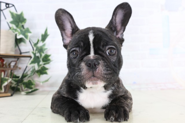 鹿児島県のフレンチブルドッグ (Coo&RIKU鹿児島店/2025年12月5日生まれ/女の子/ブリンドル)の子犬の1枚目の画像