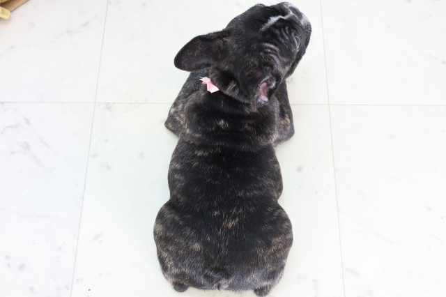 鹿児島県のフレンチブルドッグ (Coo&RIKU鹿児島店/2025年12月5日生まれ/女の子/ブリンドル)の子犬の4枚目の画像