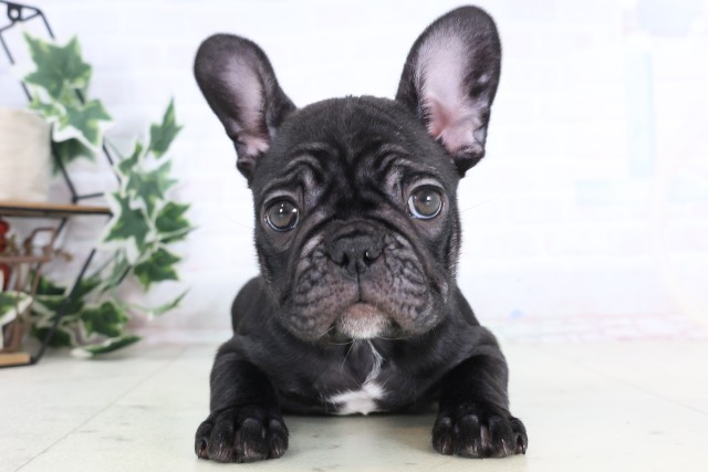 鹿児島県のフレンチブルドッグ (Coo&RIKU霧島店/2025年12月5日生まれ/女の子/ブリンドル)の子犬の1枚目の画像
