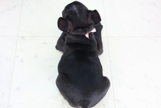 鹿児島県のフレンチブルドッグ (Coo&RIKU霧島店/2025年12月5日生まれ/女の子/ブリンドル)の子犬の4枚目の画像