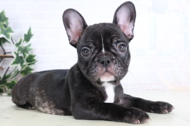 福岡県のフレンチブルドッグ (Coo&RIKU大牟田店/2025年12月5日生まれ/女の子/ブリンドル)の子犬の2枚目の画像