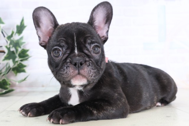 福岡県のフレンチブルドッグ (Coo&RIKU大牟田店/2025年12月5日生まれ/女の子/ブリンドル)の子犬の3枚目の画像