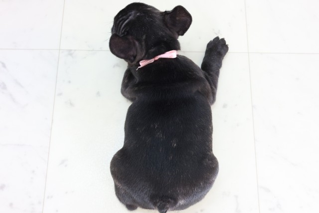 福岡県のフレンチブルドッグ (Coo&RIKU大牟田店/2025年12月5日生まれ/女の子/ブリンドル)の子犬の4枚目の画像