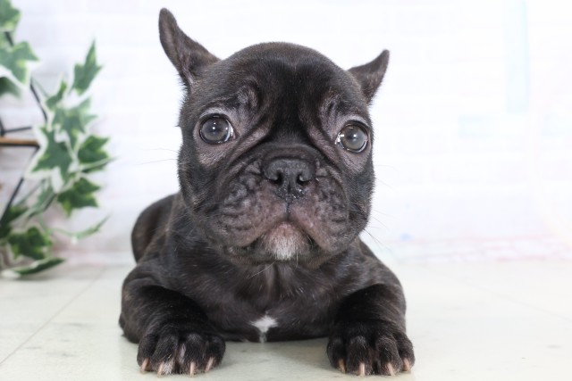 福岡県のフレンチブルドッグ (Coo&RIKU久留米店/2025年12月5日生まれ/女の子/ブリンドル)の子犬の1枚目の画像