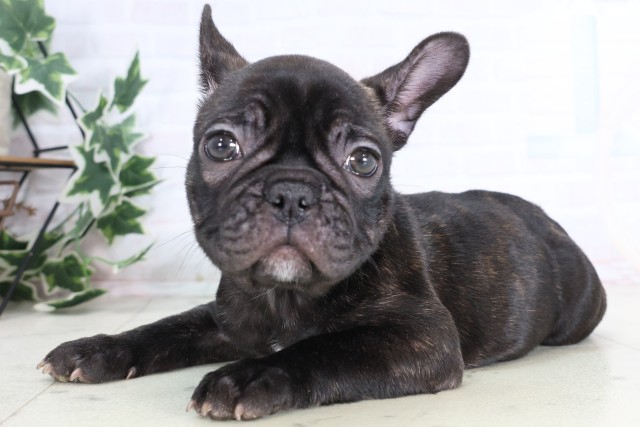 福岡県のフレンチブルドッグ (Coo&RIKU久留米店/2025年12月5日生まれ/女の子/ブリンドル)の子犬の3枚目の画像