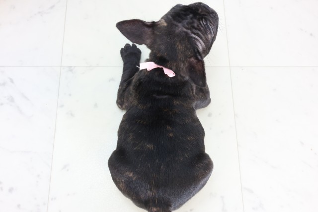 福岡県のフレンチブルドッグ (Coo&RIKU久留米店/2025年12月5日生まれ/女の子/ブリンドル)の子犬の4枚目の画像