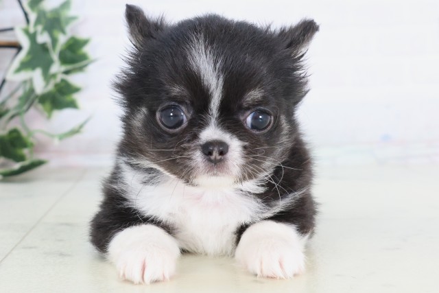 チワワ（ロングコート）