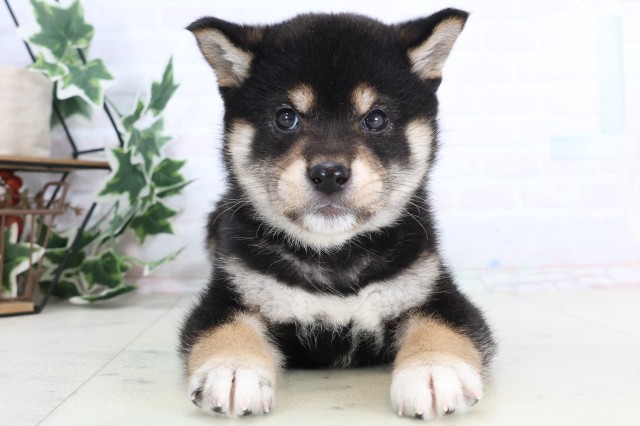 長崎県の柴犬(標準サイズ) (Coo&RIKU長崎浜町店/2025年12月7日生まれ/男の子/黒)の子犬の1枚目の画像