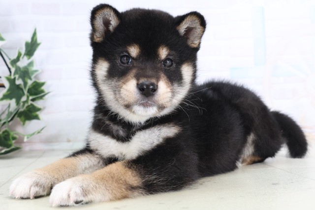 長崎県の柴犬(標準サイズ) (Coo&RIKU長崎浜町店/2025年12月7日生まれ/男の子/黒)の子犬の3枚目の画像