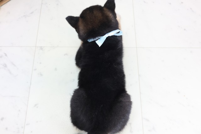 長崎県の柴犬(標準サイズ) (Coo&RIKU長崎浜町店/2025年12月7日生まれ/男の子/黒)の子犬の4枚目の画像