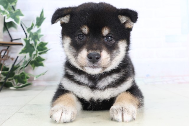 長崎県の柴犬(標準サイズ) (Coo&RIKU長崎佐世保店/2025年12月7日生まれ/女の子/黒)の子犬の1枚目の画像