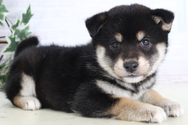 長崎県の柴犬(標準サイズ) (Coo&RIKU長崎佐世保店/2025年12月7日生まれ/女の子/黒)の子犬の2枚目の画像