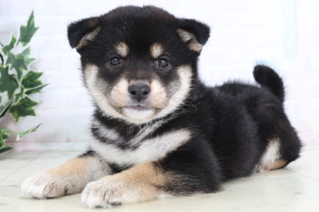 長崎県の柴犬(標準サイズ) (Coo&RIKU長崎佐世保店/2025年12月7日生まれ/女の子/黒)の子犬の3枚目の画像