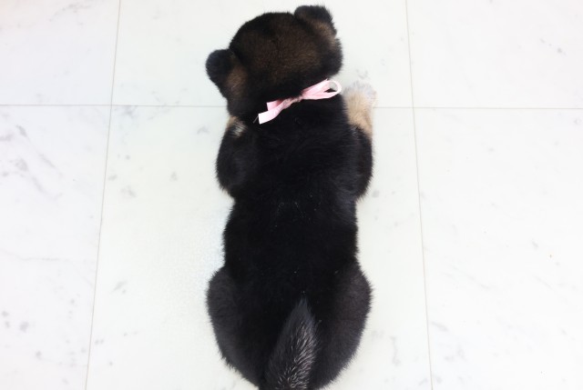 長崎県の柴犬(標準サイズ) (Coo&RIKU長崎佐世保店/2025年12月7日生まれ/女の子/黒)の子犬の4枚目の画像